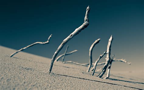 Landscape Desert Sand Depth Of Field Dead Trees Wallpapers Hd