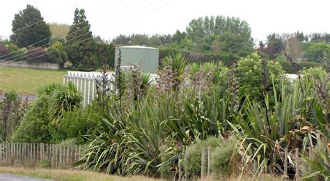 New Zealands Treasure Chest Of Native Plants For Hedges Gardendrum