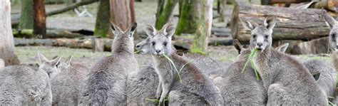 Wildlife Volunteer Australia - Kangaroo, Wallaby Rescue | Love Volunteers