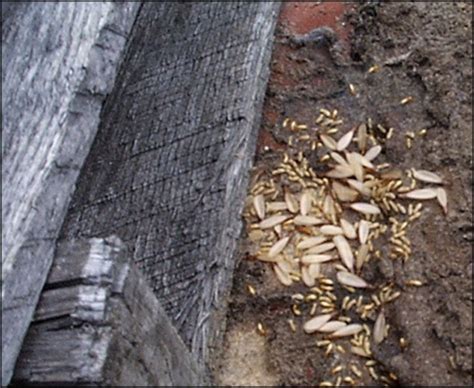 6 Signs Of Termite Infestation Franklin Pest Solutions