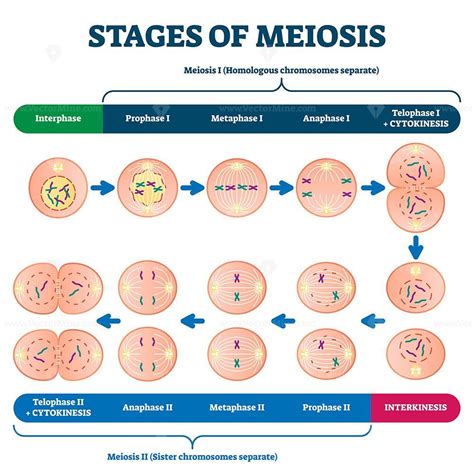 Stages Of Meiosis Vector Illustration In Meiosis Vector