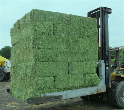 Alfalfa Block Alfalfa Hay Hay For Sale Alfalfa