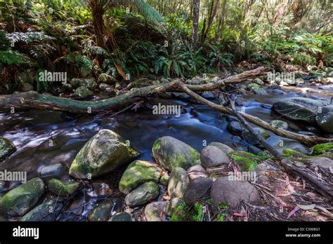 A Creek Running Through Cool Temperate Rainforest In Victoria Australia