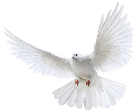 White Dove Png Images
