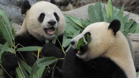 Pandas Use Coronavirus Lockdown Privacy To Mate After A Decade Of Trying