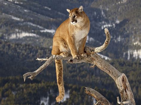 The Animal Biodiversity Of Yosemite National Park Is Diverse And