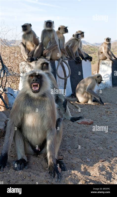 Angry Monkey High Resolution Stock Photography And Images Alamy