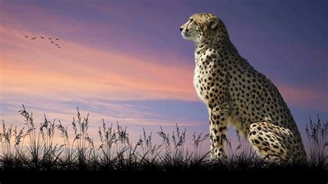 Wild Cheetah Sitting Wqhd 1440p Wallpaper Pixelz