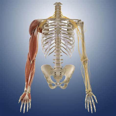 Arm Muscles Artwork Photograph By Science Photo Library Pixels