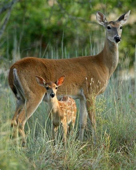 Whitetail Doe And Her Pretty Dappled Fawn Baby Deer Animals