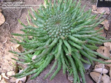Here are two other cactus fruit videos i made: Pin on Cactus2