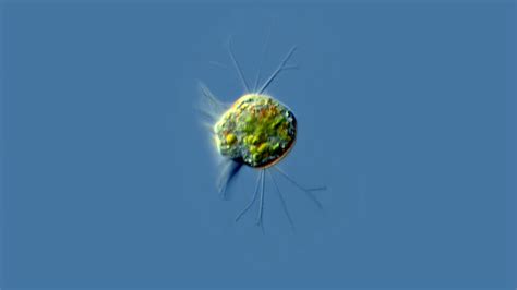 Pac Man Microorganisms Gobble Down Viruses Like Power Pellets Live Science