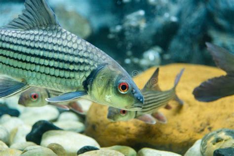 Freshwater Fish Is The Fish Tank Stock Photo Image Of Colorful Swim