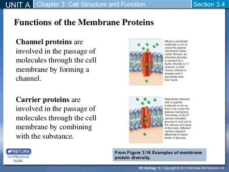 They make up around a third of human proteins and give. Biology 12 - Cytoskeleton and Cell Membrane
