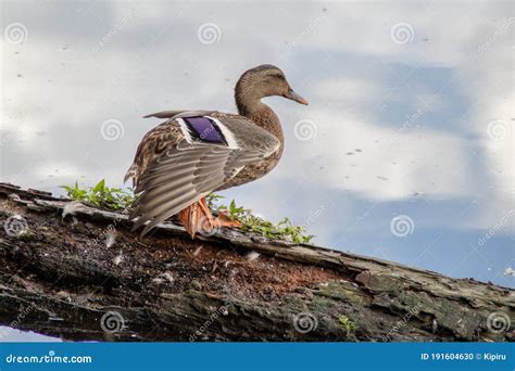 Mallard Duck Resting On A Log Stock Photo Image Of Anas Pond 191604630