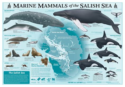 Marine Mammals Of The Salish Sea Poster Lighthouse