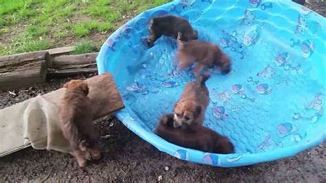 Swimming Pool Puppies Youtube