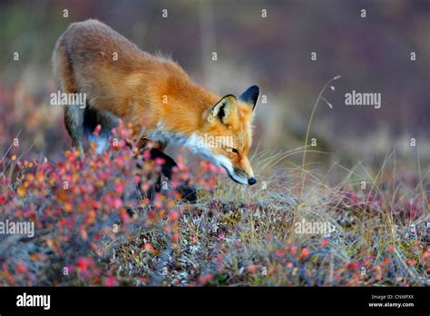 Red Fox Vulpes Vulpes On The Feed Usa Alaska Denali Nationalpark