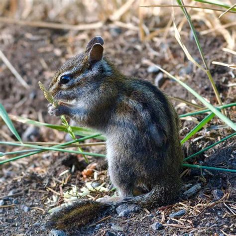 How Long Do Chipmunks Live Influencing Factors And Different Species