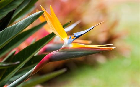 There is the skeleton of an effective melodrama concealed in the bird of paradise; bird of paradise flower wallpaper - HD Desktop Wallpapers ...