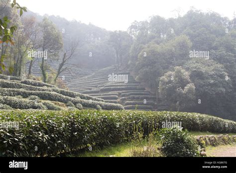 Longjing Dragon Well Tea Fields On Hillside In Longjing Village