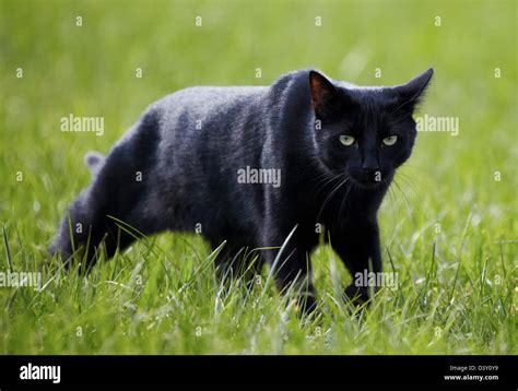 Black Cat Prowling Through Grass Stock Photo Royalty Free Image