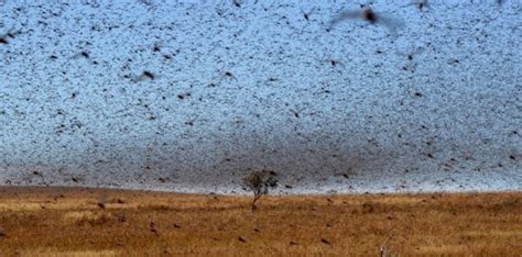 Criquet sauterelle ou grillon origami miniature. Invasion de criquets sur Madagascar - Sciences et Avenir