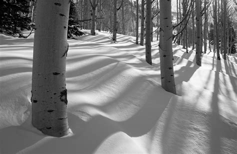 Forest Tree Winter Aspen Snow Grove Hd Wallpaper