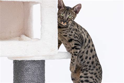 Savannah Cats A Hybrid Domestic Cat Pethelpful