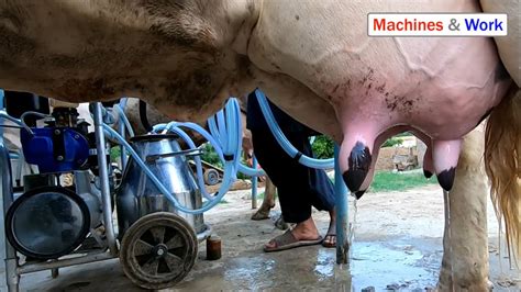 How To Milk Cow Milking Machine Milk The Cow Youtube