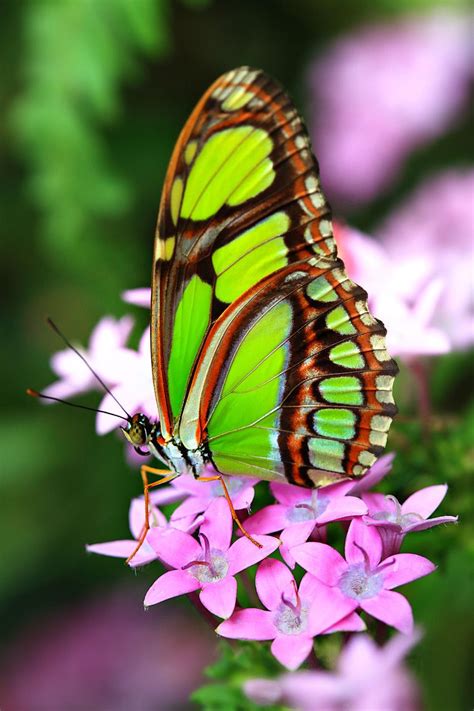 Butterfly Jungle Dido Longwing Vlinders Vlindertattoos Prachtige