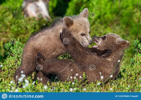 Brown Bear Cubs Playfully Fighting Summer Green Forest Background