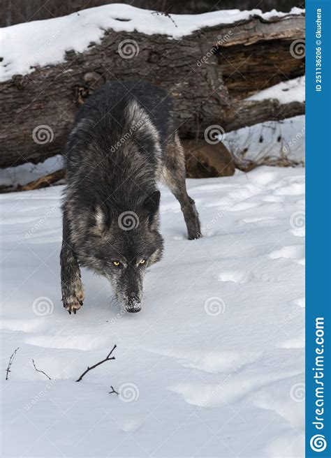 Black Phase Grey Wolf Canis Lupus Stalks Forward From Log Nose Down