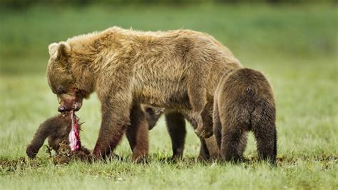 Mother Bear Eating One Of Her Cubs R Wtf Nature