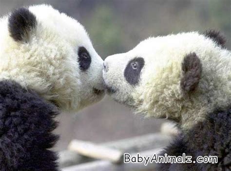 Sweet Panda Cubs Kissing Pandas Photo 17838840 Fanpop