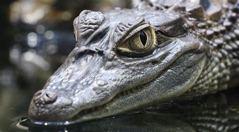 Krokodil aus dem Berliner Zoo Terrarium (Forum für Naturfotografen)