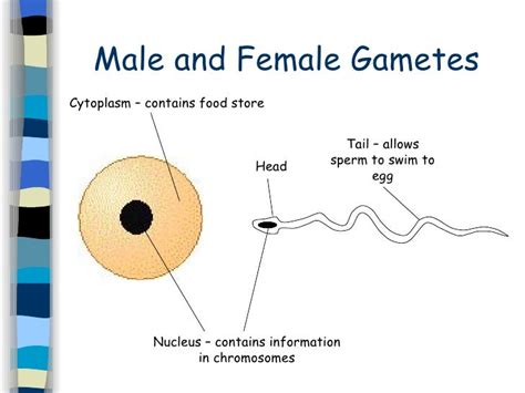 What Is The Male Sex Cell Called Big Fat Asian Tits