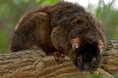 Endangered Possums Find Refuge In Back Gardens In Western Australia