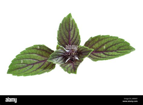 F Fresh Red Basil Herb Leaves Isolated On White Background Purple Dark