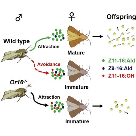 A Pheromone Antagonist Regulates Optimal Mating Time In The Moth