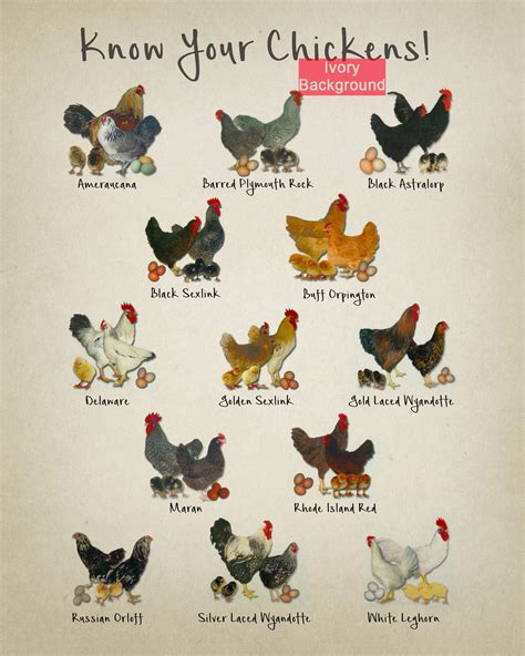 Chicken Breeds Chart Print Vintage Poultry Print Chicken Poster