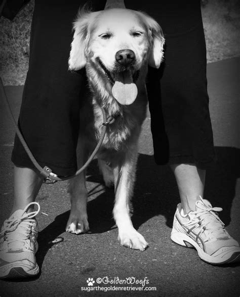 Sugar The Golden Retriever Getting Fit With Mom Fitness Site Caption
