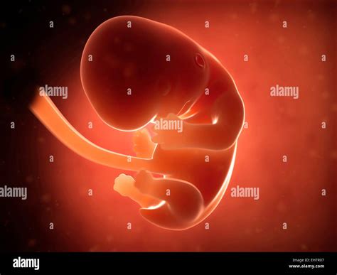 Fetal Development 2 Month Fotografías E Imágenes De Alta Resolución Alamy