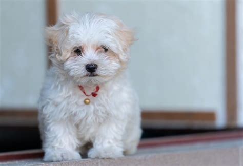 Maltese Poodle Mix The Ultimate Guide To The Mighty Maltipoo All