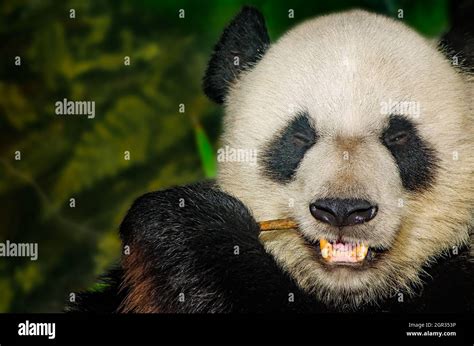 A Giant Panda Bear Ailuropoda Melanoleuca Munches On Bamboo