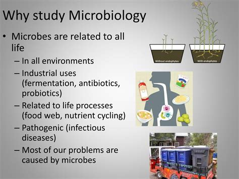 Ppt Microbiology Powerpoint Presentation Free Download Id2375394