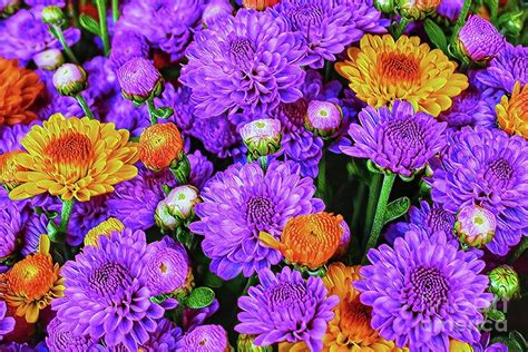 Colorful Mums Photograph By Kat Gail Fine Art America