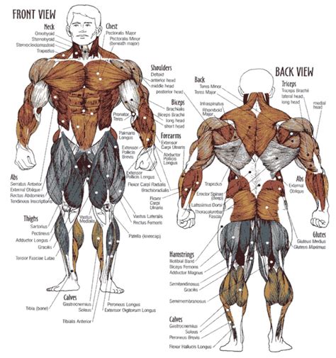 Body Building Workouts Muscle Anatomy Muscle Body Human Body Anatomy