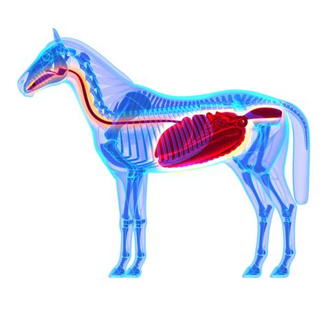 Horse Digestive System Horse Equus Anatomy Equine Knowledge