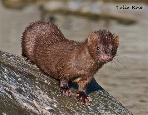 American Mink Cub Along The South Fork Of The Eel Redheaded Blackbelt